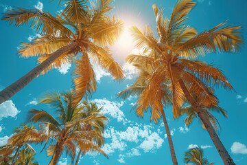 Towering sunlit palm trees on a tropical beach, symbolizing paradise. 