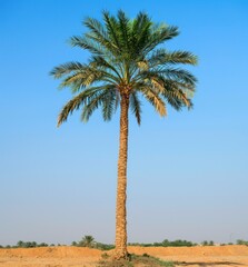 Fototapeta premium one date palm tree against a clear sky