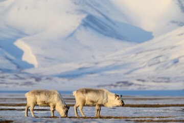 The Svalbard reindeer (Rangifer tarandus platyrhynchus) in early spring