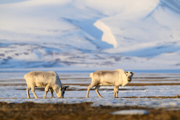 Obraz premium The Svalbard reindeer (Rangifer tarandus platyrhynchus) in early spring