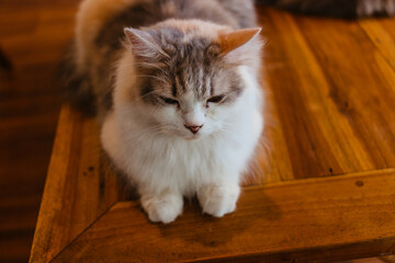 Two-tone fluffy cat sitting on wooden table