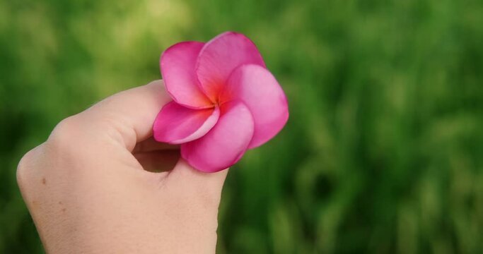 A close-up of the hand of a young woman holding a bright pink frangipani flower against a background of green rice fields in out of focus. Background romantic video for a spa salon.