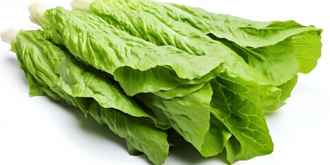 Fresh romaine lettuce on a white background for advertisements and packaging. Concept Food Photography, Fresh Produce, Advertising, Packaging Design, Healthy Eating