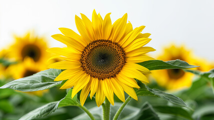 Obraz premium Bright yellow sunflower in full bloom on a sunny day with a blurred garden background