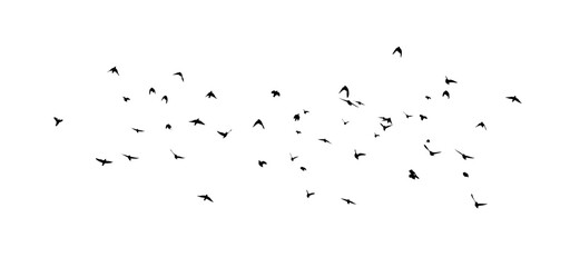 Flying birds silhouette flock. Not AI, Free birds abstraction . Vector illustration