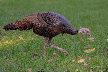 Turkey-4