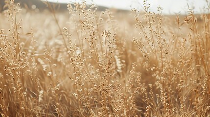 Fototapeta premium Pampas field image