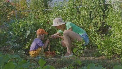 Mother and child harvest tomato in lush vegetable eco garden. Baby Boy in orange hat, mom in sunhat, pick ripe organic tomato in backyard home orchard. Joyful teamwork, nature focus outdoor activity. 