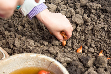 A woman plants an onion.