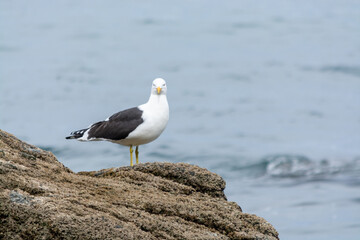 Gaviota Dominicana (Larus dominicanus)