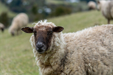 Oveja (Ovis aries)