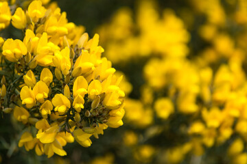 Chacay, Retamo Espinoso, (Ulex europaeus) especie nociva en Chile, Argentina, Colombia, Australia, Nueva Zelanda y oeste de Estados Unidos y de Canadá.