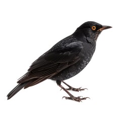 Blackbird isolated on white background 