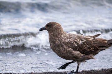 South polar skua, Southern Ocean, Antarctica