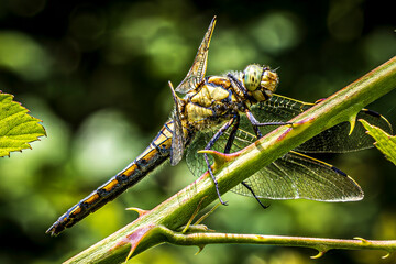 dragonfly on a leaf