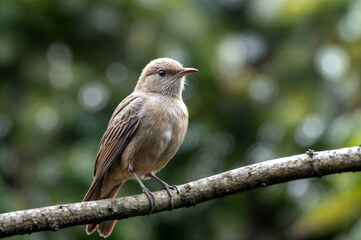 red backed shrike