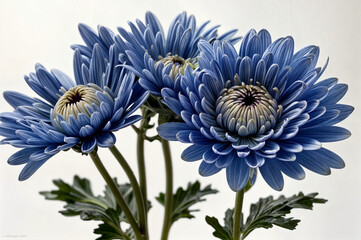 chrysanthemum flower