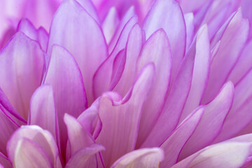 Fototapeta premium Macro photo of light purple carnation petals 