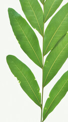 Fototapeta premium green leaf isolated on white