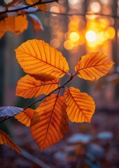 Obraz premium Vibrant autumn leaves in a woodland, ideal for seasonal themes. 