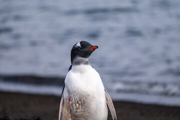 Gentoo Penguins on Deception Island, Antarctic