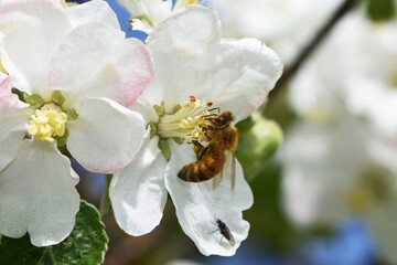 Biene an der Blüte eines Apfelbaums.