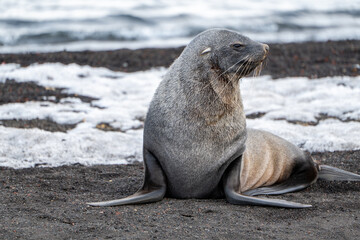 Antarctic fur seal on Deception Island