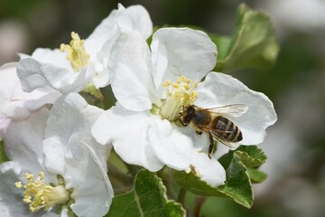 Biene an der Blüte eines Apfelbaums.