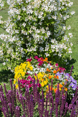 Obraz premium Colored flowers in the summer garden. Close-up. Nature background.