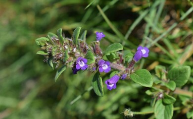 Petites fleurs mauves de Calament acinos, Thyme basilic (Clinopodium acinos). Gros plan dans la nature.