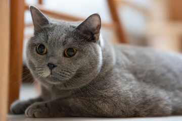 The curious gray British Shorthair blue cat looks at its owner. It's so hot in the summer that it lies sleeping on the cool floor, its big eyes drowsily closing.