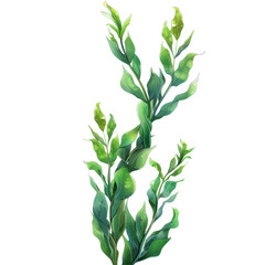 Fototapeta premium Digital illustration of vibrant green seaweed against a white background, showcasing its natural beauty and organic shapes.