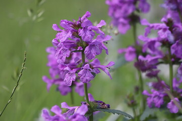 Close up of stachys officinalis, Betonica officinalis foliage.