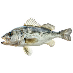 Fototapeta premium Close-up of a detailed fish isolated on a white background. Perfect for nature, marine life, and aquatic themed projects.