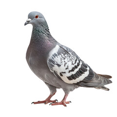 Fototapeta premium Close-up of a grey pigeon with white and black feather pattern standing against a white background.
