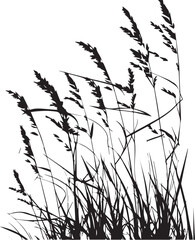 Grass silhouette vector isolated on white background   © A.P vector 