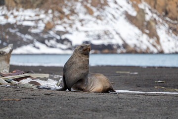 Antarctic fur seal on Deception Island