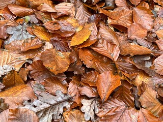 autumn leaves background