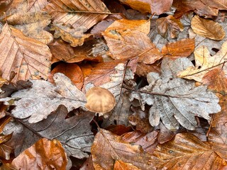 autumn leaves background