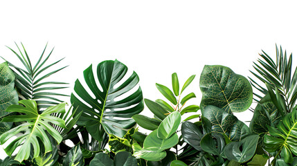 Fototapeta premium Green leaves of tropical plants. Transparent