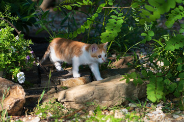 Little kitten is going on the grass and stones outside and discover the world
