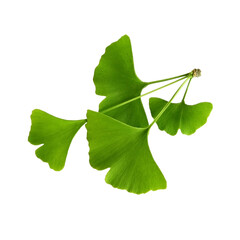 Twig with ginkgo biloba leaves isolated on a transparent background. Green, fresh leaves of Мaidenhair. PNG