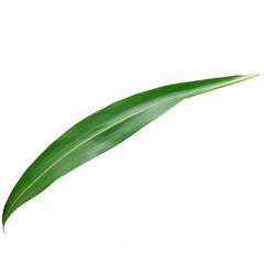 Minimalistic Close-Up of a Single Green Leaf on White Background