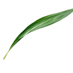 Minimalistic Close-Up of a Single Green Leaf on White Background