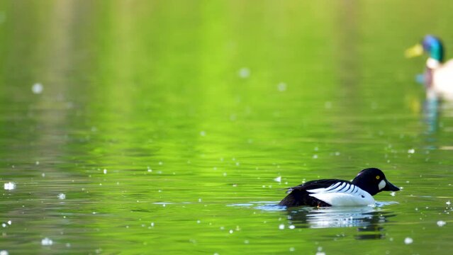 goldeneye duck in the water