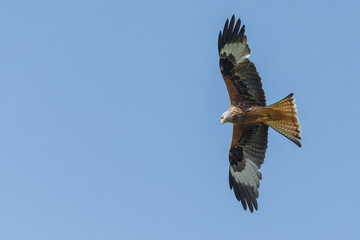 Red kite a bird of prey in flight