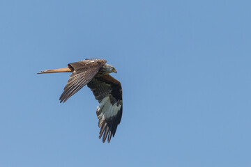 Red kite a bird of prey in flight
