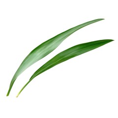 Obraz premium Minimalistic Close-Up of a Single Green Leaf on White Background