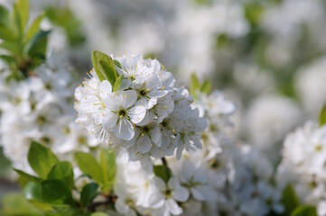 Blooming white bird cherry. It's springtime.