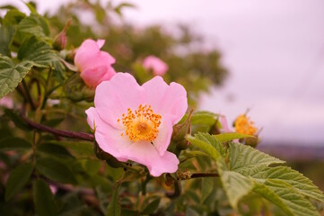 Blooming wild rose hips. A beautiful flower.